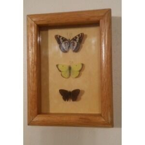 Butterfly Mounts - in 6 x 8" Shadowbox frame